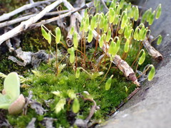 Ptychostomum capillare