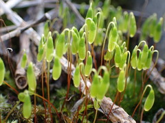 Ptychostomum capillare