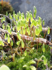 Ptychostomum capillare