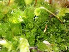 Ptychostomum capillare