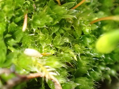 Ptychostomum capillare