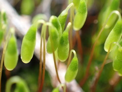 Ptychostomum capillare
