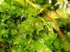 Ptychostomum capillare