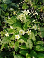 Primula vulgaris
