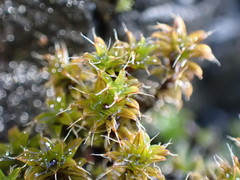 Syntrichia ruralis