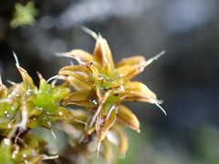 Syntrichia ruralis