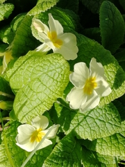 Primula vulgaris