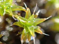 Syntrichia ruralis