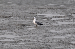 Larus crassirostris