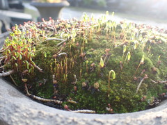 Bryum
