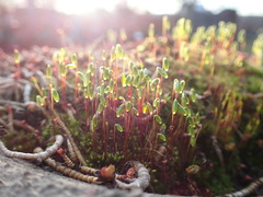 Bryum