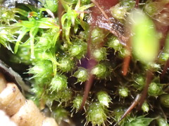 Bryum