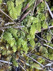 Hymenophyllales