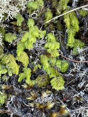 Hymenophyllales
