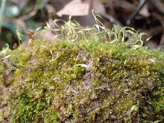 Funaria hygrometrica