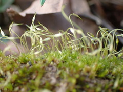 Funaria hygrometrica