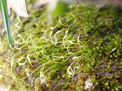 Funaria hygrometrica