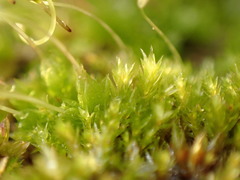 Funaria hygrometrica