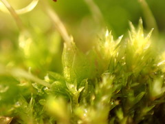 Funaria hygrometrica