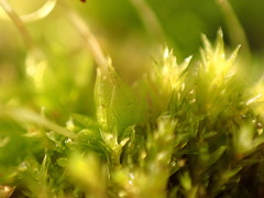 Funaria hygrometrica