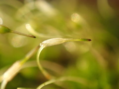 Funaria hygrometrica