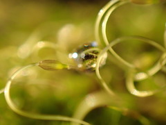 Funaria hygrometrica