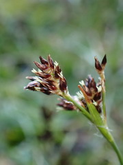 Luzula campestris