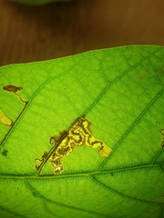 Ectoedemia heringella