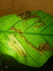 Ectoedemia heringella