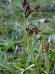 Luzula campestris