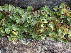 Lunularia cruciata