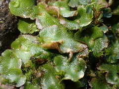 Lunularia cruciata