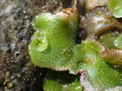 Lunularia cruciata
