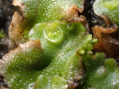 Lunularia cruciata