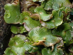 Lunularia cruciata