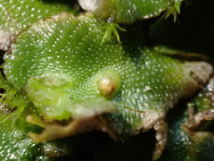 Lunularia cruciata