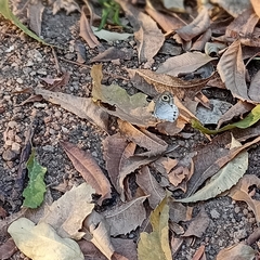 Ypthima ceylonica