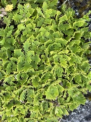 Osmitopsis dentata