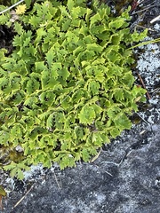 Osmitopsis dentata