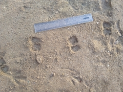 Paraechinus aethiopicus