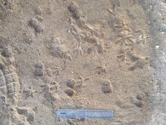 Paraechinus aethiopicus