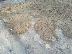 Paraechinus aethiopicus