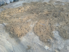 Paraechinus aethiopicus