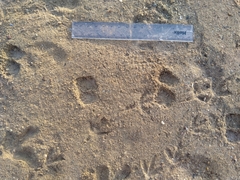 Paraechinus aethiopicus