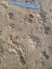 Paraechinus aethiopicus