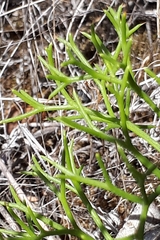 Petrophile multisecta