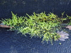 Brachythecium rutabulum