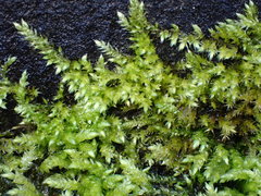 Brachythecium rutabulum