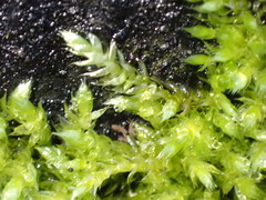 Brachythecium rutabulum