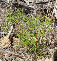 Petrophile multisecta